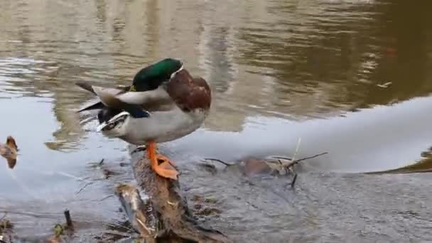 Drake Mallard Duck Preening Feathers — Stock Video