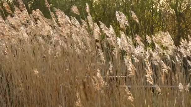 Grasses Swaying Breeze — Stock Video