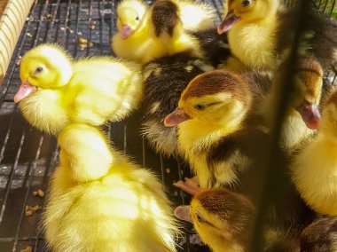 Bir grup ördek demir kafeste kapana kısıldı..