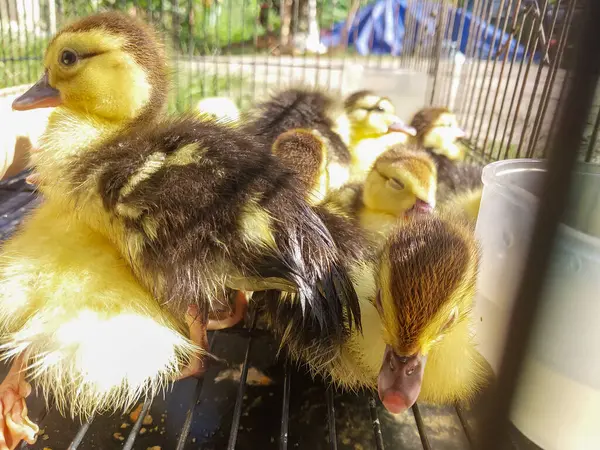 Bir grup ördek demir kafeste kapana kısıldı..