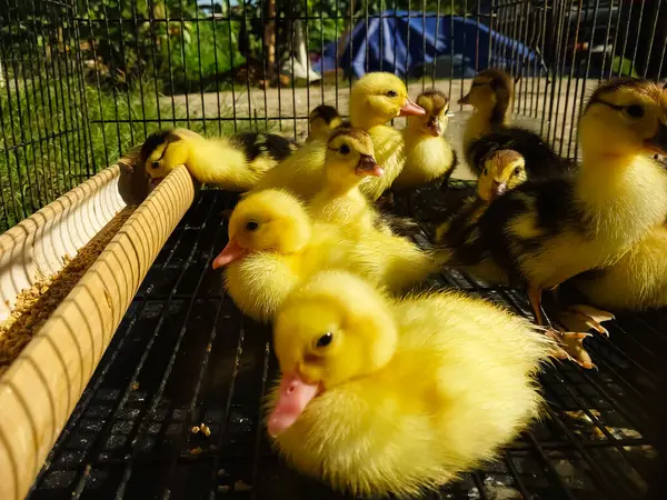 Bir grup ördek demir kafeste kapana kısıldı..