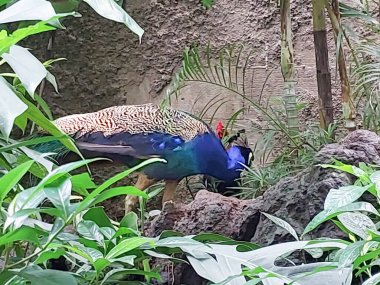 Mavi tüylü bir tavus kuşu çalıların arasında saklanıyor.