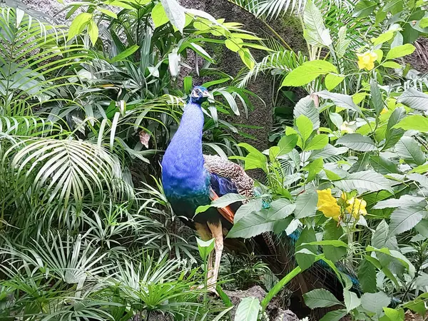 a peacock with blue feathers hiding in the bushes