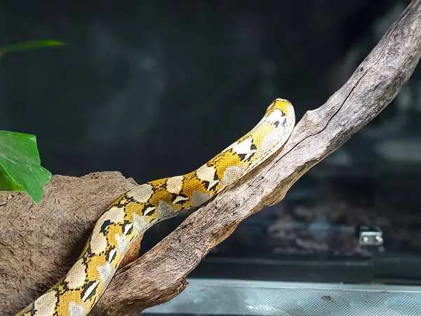 Şeffaf camdan yapılmış bir kafese yerleştirilmiş bir yılan.