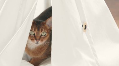 Habeş kırmızı kedisi beyaz evcil hayvan evinde saklanıyor. Oyuncu, güzel, genç kedi portresi. Yakından. Evcil kedi eğleniyor, rahatla ve keyfine bak. Küçük kankalar. Mutlu evcil hayvanlar evde.