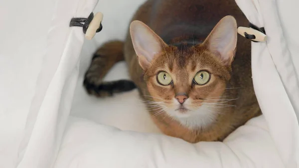 Playful young beautiful funny cat hunts close up. Domestic cat get ready to attack. Little best friends. Happy domestic animals at home. Beautiful red Abyssinian cat portrait in white pet house