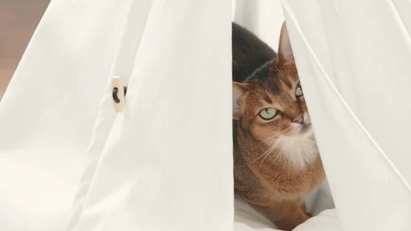 Abyssinian red cat hiding in white pet house. Playful beautiful young kitten portrait close up. Domestic cat having fun, relax and enjoy. Little best friends. Happy domestic animals at home.