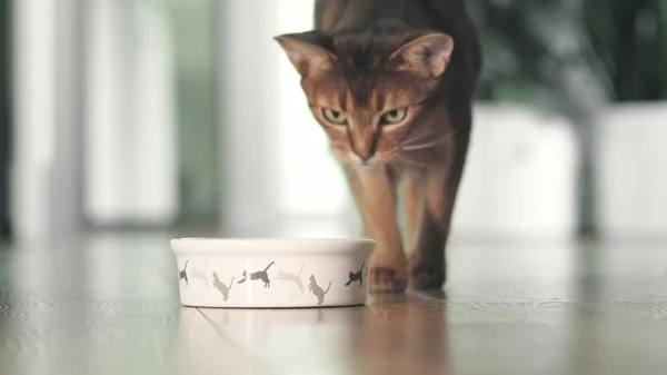 Ginger cat eating food from bowl on floor. Domestic adorable red Abyssinian cat walking to have lunch. Cute ginger cat. Little best friends. Happy domestic animals at home. Low angle shot. Slow motion