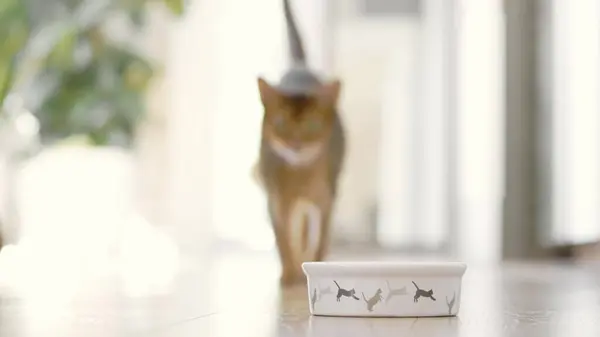 Woman hand puts food to the cats bowl. Beautiful Abyssinian hungry cat running to have lunch, eating dry granules with big appetites. Lovely little best friends. Close up, low angle shot. Slow motion