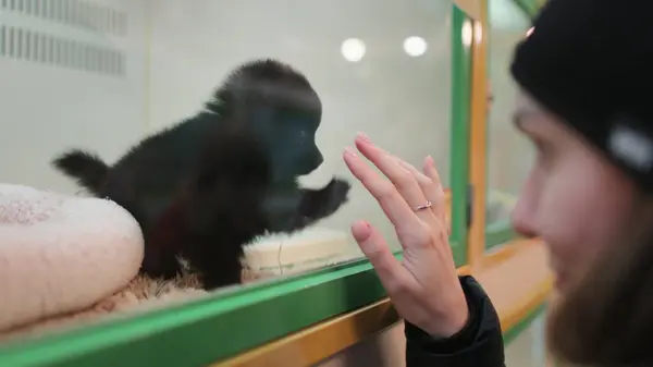 Genç bir kadın dükkanda küçük siyah bir köpek yavrusuyla kafesin yanında duran yeni bir evcil hayvan seçiyor. Kafkas kız, Japon Spitz ile hayvan dükkanının camının arkasında oynuyor. Sevimli pofuduk küçük arkadaş.