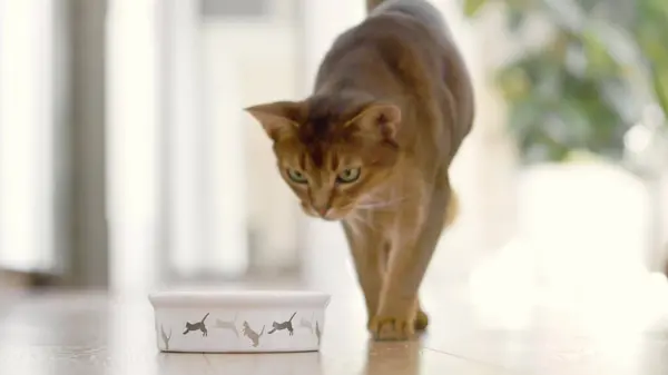 Woman hand puts food to the cats bowl. Beautiful Abyssinian hungry cat running to have lunch, eating dry granules with big appetites. Lovely little best friends. Close up, low angle shot.