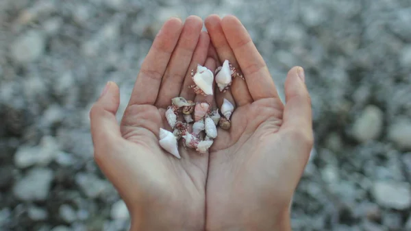Woman holding hermit crabs in hands on beach. Human arms full of small funny crustaceans moving in beautiful different shells