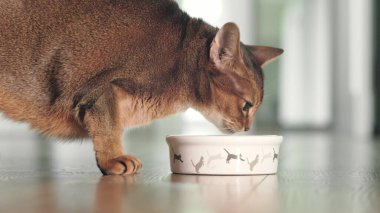 Aç Abyssinian zencefilli kedisi yerde kuru granüllerle yemek yiyor. Evdeki sevimli küçük kankalar. Evde sevimli evcil hayvanlar var. Yaklaş, alçak açılı sinematik çekim.