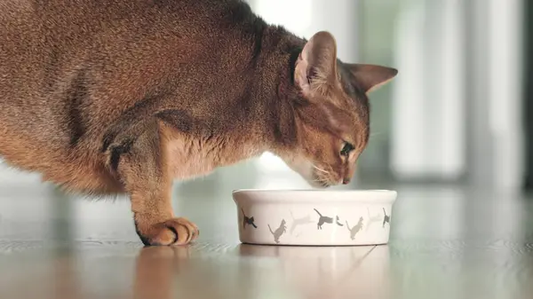 Hungry Abyssinian ginger cat have lunch with dry granules food from bowl on the floor. Lovely little best friends indoor. Cute domestic animals at home. Close up, low angle cinematic shot.