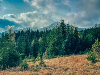 Karpatlar 'ın dağlarındaki yeşil orman çayırı. Görüntü, arka planında yuvarlanan, ormanlı bir dağ bulunan yüksek çam ağaçlarının yoğun gölgesini gösteriyor. Seyahat, yürüyüş.