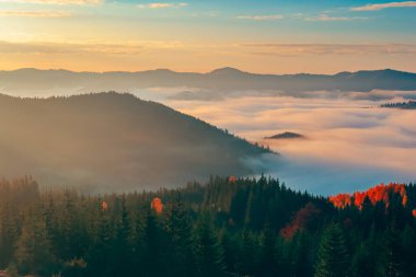 Sis gündoğumundaki dağ sırasının panoramik görüntüsü. Alp dağları. Parlak güneş parlıyor, sonbahar sisi, çam ağacı ormanı. Altın doğal ışık. Göz kamaştırıcı doğal bir geçmiş. Karpatlar ve Ukrayna seyahati keşfi