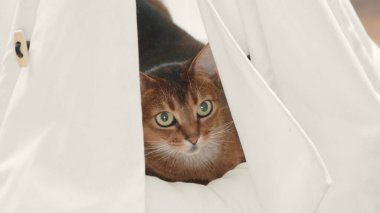 Beyaz evcil hayvan evinde saklanan güzel Habeş kedisi. Neşeli, genç, güzel, komik kedi portresi. Yakından. Evcil kedi eğlen ve eğlen. Küçük kankalar. Mutlu evcil hayvanlar evde.