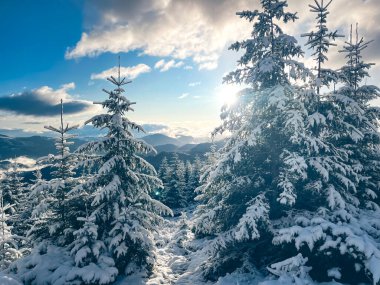 Karpatya Dağları 'ndaki karla kaplı bir çam ormanının nefes kesici manzarası. Güneş ağaçların arasından ışıl ışıl parlıyor, manzaraya sıcak bir parıltı saçıyor..