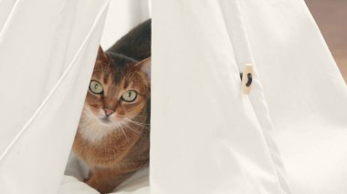 Habeş kırmızı kedisi beyaz evcil hayvan evinde saklanıyor. Oyuncu, güzel, genç kedi portresi. Yakından. Evcil kedi eğleniyor, rahatla ve keyfine bak. Küçük kankalar. Mutlu evcil hayvanlar evde.