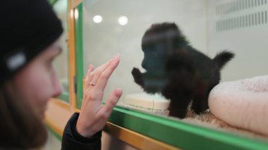 Evcil hayvan dükkanında neşeli kızla oynayan küçük şirin bir köpek yavrusu. Kadınlar güzel Japon Spitz köpeklerinin vitrinin arkasında eğlenmesinden hoşlanırlar. Aşk, dostluk, küçük dostluklar, hayvan dükkanından evcil hayvan seçmek.