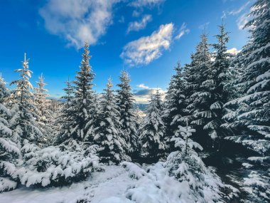 Taze kar ormandaki uzun çam ağaçlarını örtüyor. Mavi gökyüzü ve beyaz bulutlarla güzel bir kış manzarası yaratıyor.