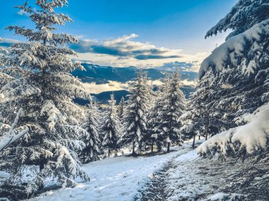 Karlı patika, karla kaplı çam ağaçlarının arasından süzülüyor. Karpatlar, Ukrayna 'nın kar kaplı dağlarını görüyor.
