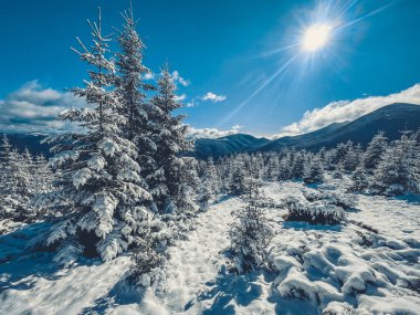 Güneş karlı dağların üzerinde parlıyor, çam ağaçlarını aydınlatıyor. Huzurlu bir kış harikalar diyarı huzurlu bir tatil kaçışı için mükemmel.