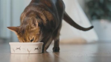 Kedi, kase içindeki kuru granülleri yiyor. Güzel Habeşistan kızıl kedisinin iştahı yerinde. Evdeki sevimli küçük kankalar. Evde sevimli evcil hayvanlar var. Yakın çekim. Yavaş çekim 4K