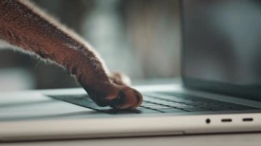 Kedi patileri klavyede yazı yazıyor. Laptop klavyesini kullanan lanet bir kedi. İnternette arama yapmak, evcil hayvan dükkanından kedi maması sipariş etmek. Yan görünümü kapat