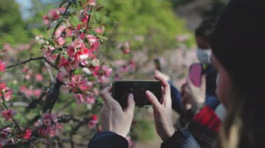 İnsanlar Tokyo parkında ilkbaharda açan Japon sakura çiçeklerini severler. Turist kadın telefonunda kiraz çiçeklerinin fotoğrafını çekiyor. Güzel doğa, seyahat, ziyaret edilecek yerler. Arka plan, kapat