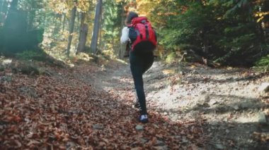 Bir turist, Karpat Dağları 'ndaki canlı ağaçlarla çevrili sonbahar yapraklarıyla kaplı bir orman yoluna tırmanıyor ve manzaranın güzelliğinin tadını çıkarıyor..
