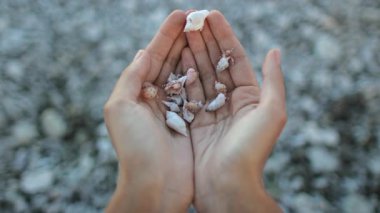 Kadının elinde kumsalın bulanık arka planına sahip sayısız küçük yengeç var. Deniz yaşamını arayarak tatilinin tadını çıkarıyor.