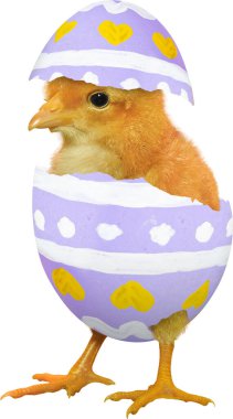 Cute little baby chick coming out of Easter egg isolated on white background-purple