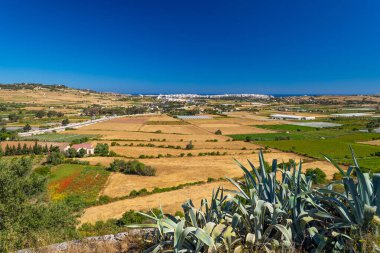 Arka planda sayısız tarlaları, tarlaları, ağaçları, bitkileri ve açık mavi gökyüzü olan güzel bir manzara..
