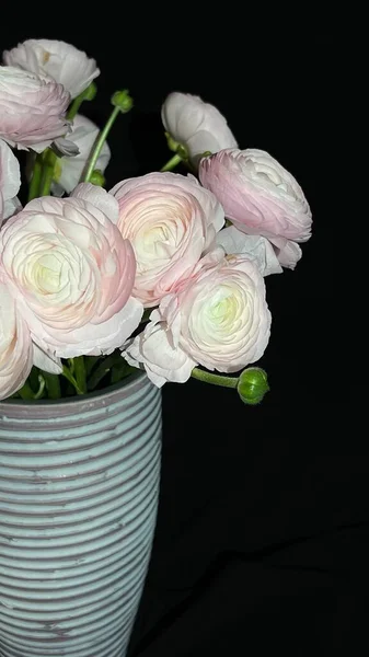 white peony and pink peonies in dark room