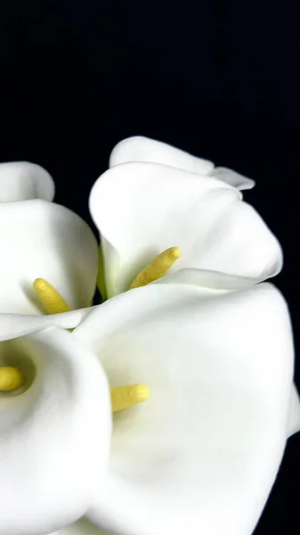 Bianco Callas Nero Sfondo Delicato Bouquet — Foto Stock