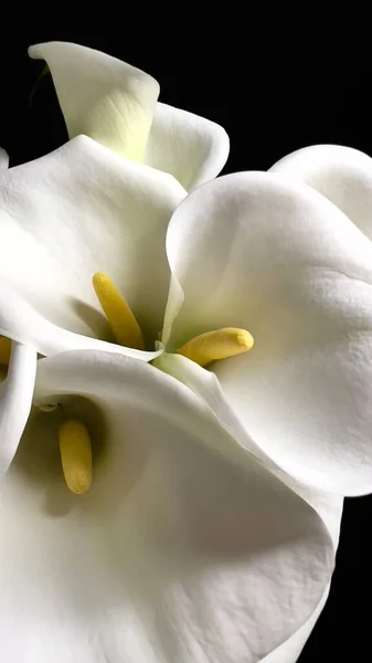 Callas Blanc Fond Noir Bouquet Délicat — Photo