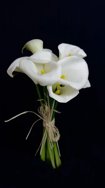 Callas Blanc Fond Noir Bouquet Délicat — Photo