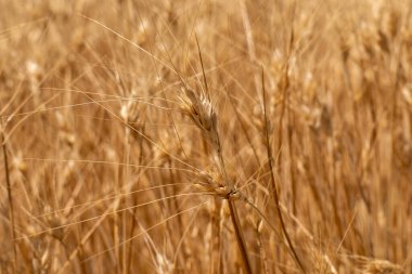 Buğday tarlası. Seçici olarak birkaç buğday kulağına odaklan. Buğday kulaklarını kapat, bir yaz günü buğday tarlasını. Hasat zamanı