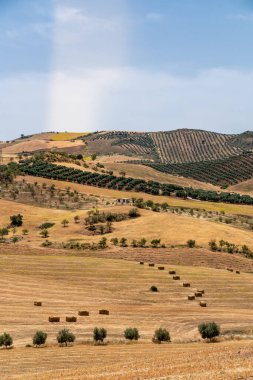 İspanya kırsalında. Tarımlı tepeler. Avokado ağacı, portakal ağacı. Harmanlanmış buğday tarlaları. Güney İspanya 'nın güzel manzarası, Endülüs vilayeti. 