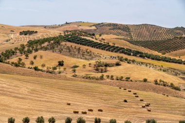 İspanya kırsalında. Tarımlı tepeler. Avokado ağacı, portakal ağacı. Harmanlanmış buğday tarlaları. Güney İspanya 'nın güzel manzarası, Endülüs vilayeti. 