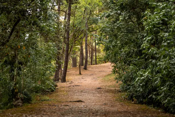 Stock image Forest landscape with a dirt road crossing the forest. Peaceful scene in nature.