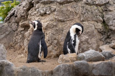 Santander 'deki Magdalena Sarayı hayvanat bahçesinde iki küçük Afrika pengueni. Rocky arkaplanı.  