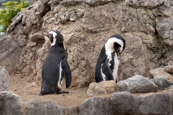 Dva Afričtí Malí Tučňáci Zoo Paláce Magdalena Santanderu Skalnaté Pozadí — Stock fotografie