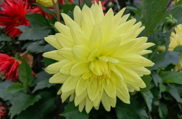 Beautiful Yellow Dahlia Flower Garden — Stock Photo, Image