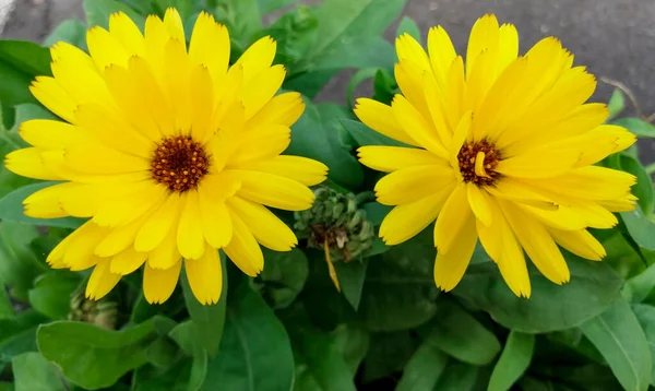 Yellow calendula blooms in the garden. Treatment plant.