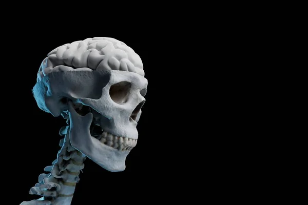 对人体的研究 在山脊上有一个头盖骨 其内部有一个黑色背景的大脑 3D渲染 — 图库照片