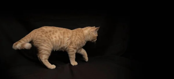 Liten Ljusgul Tabby Katt Promenader Ses Profil Svart Duk Bakgrund — Stockfoto