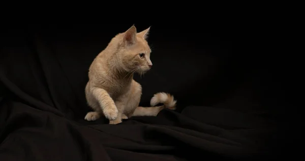 Mică Pisică Tabby Galben Deschis Văzut Profil Privind Spre Dreapta — Fotografie, imagine de stoc