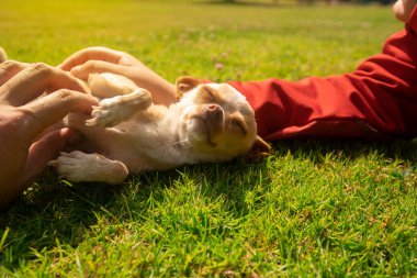 Small light brown and white Pinscher puppy being caressed by the hands of a child while lying calmly on the grass of the home garden with background of defocused green bushes during a sunny day